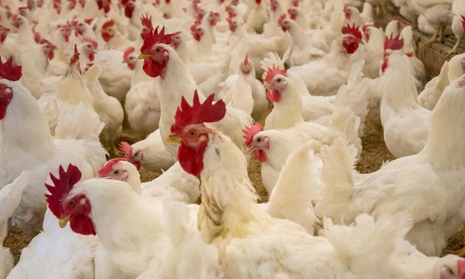 Pollos de Uruguay al mundo.