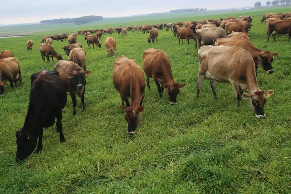 El sector de la producción lechera gestiona mejoras financieras para sus explotaciones