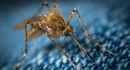 Alta demanda de repelente por ola de mosquitos: ¿habrá falta de stock en farmacias y supermercados?