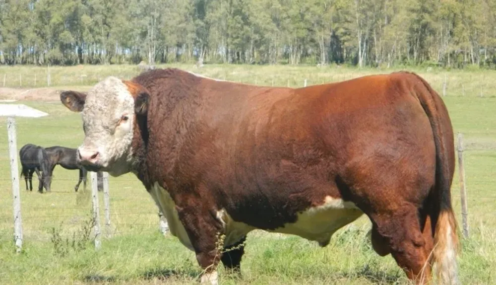 Grosso, toro padre de cabaña Las Anitas