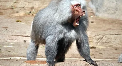 El Observador | 1560000174508.webp