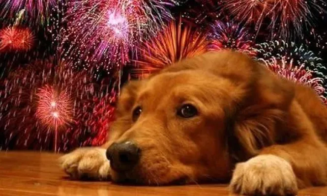 Una lista de recaudos para tus mascotas.