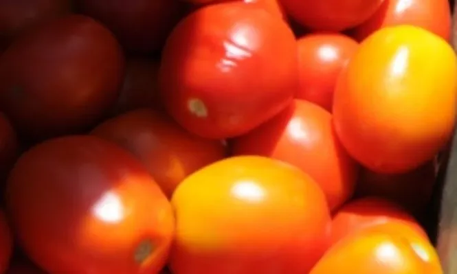 Un competidor para el morrón: el tomate subió y llegó a $ 150 el kilo