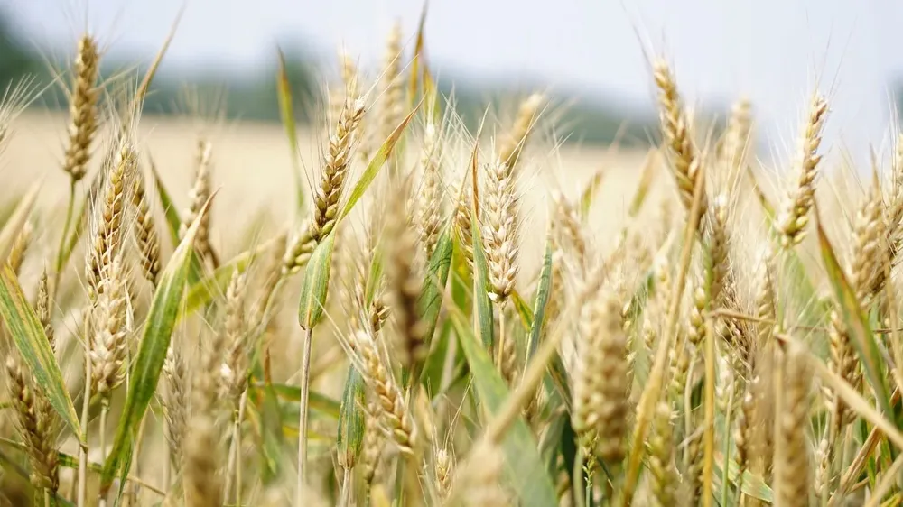Con frecuencia países como Argentina y Brasil caen bajo el rótulo de graneros del mundo.