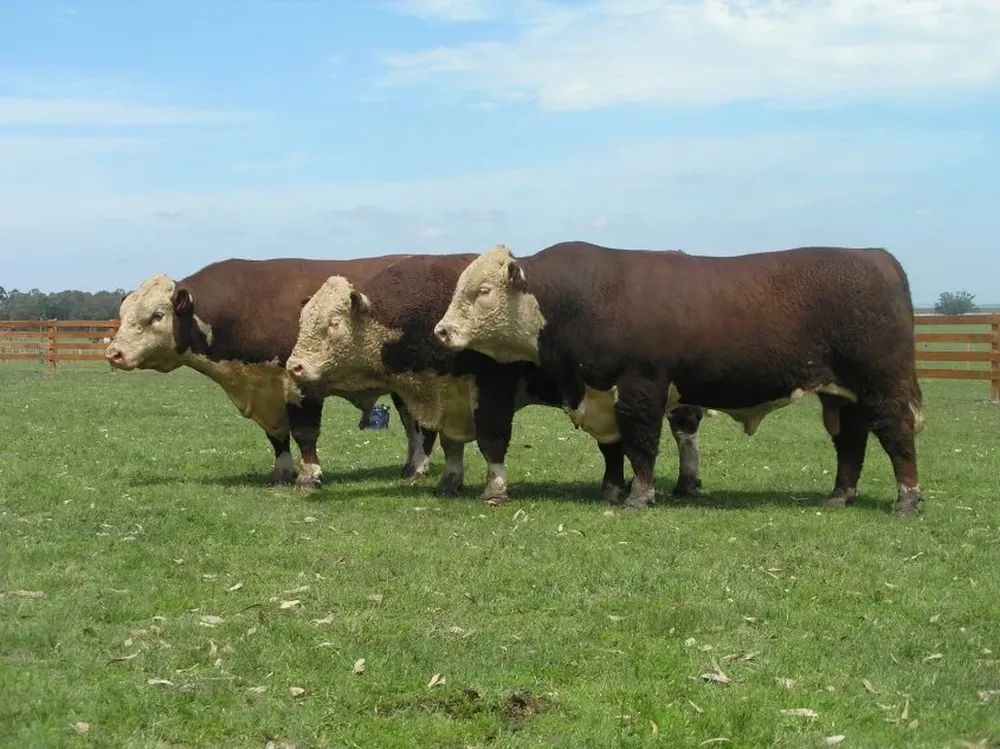 El uso dela genómica en ganadería permite también mitigar la emisión de gases de efecto invernadero