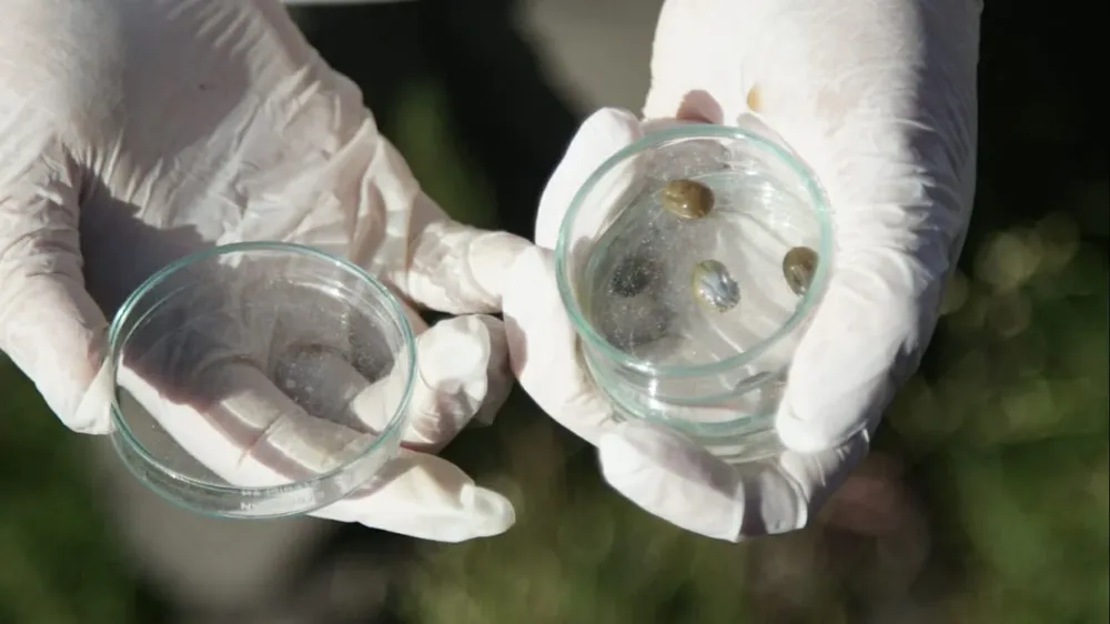 Garrapata: problema sin solución en la ganadería uruguaya.