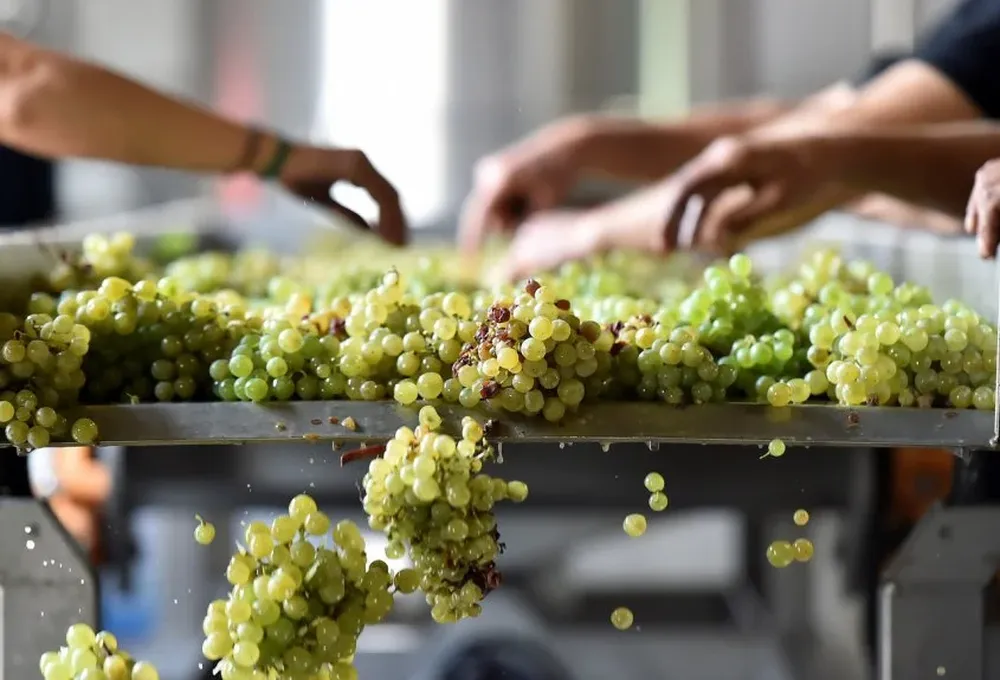 Variedades de uvas blancas, las primeras en cosecharse en cada vendimia local.