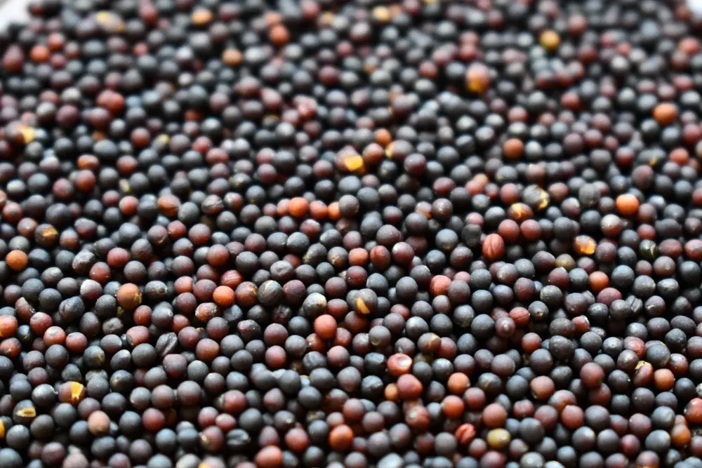 Se estimó alcanzar las 130.000 hectáreas en esta nueva zafra de invierno (considerando colza y carinata).