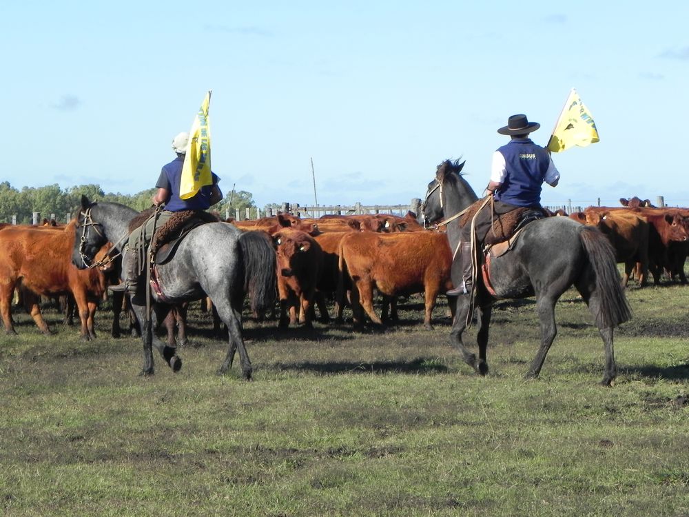 INBA: en ganadería, el uso de banderas para movilizar lotes de ganado, sin hostigarlos, es una de los manejos recomendados.