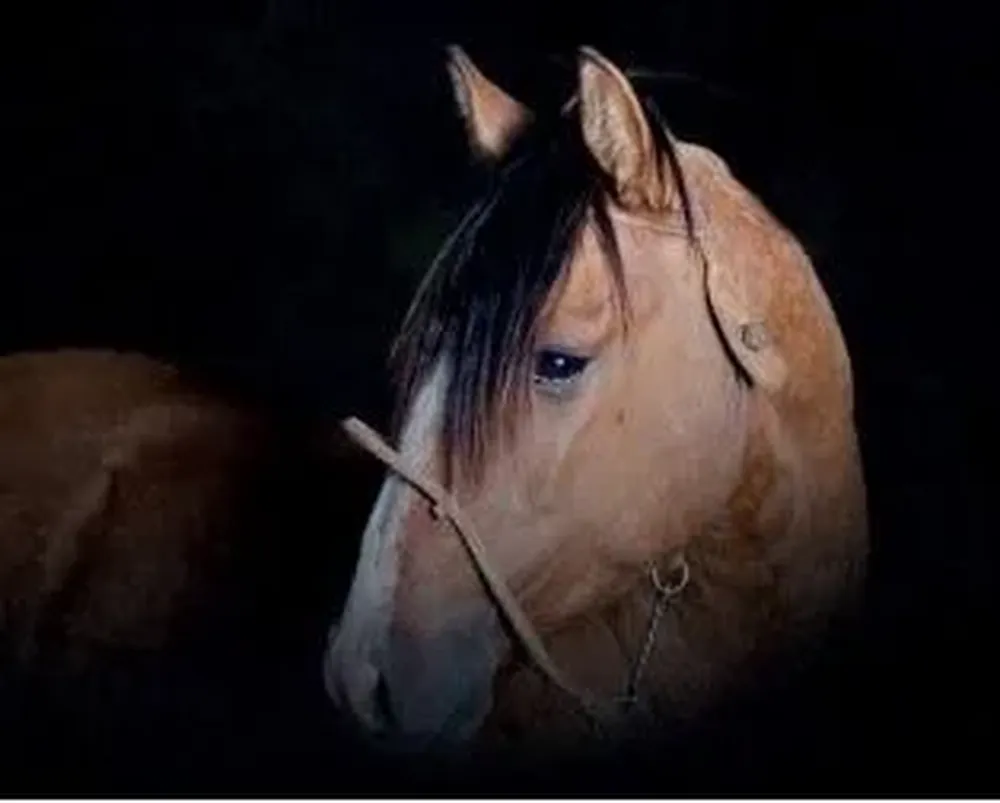 La venta de Padrillos será 100% online.