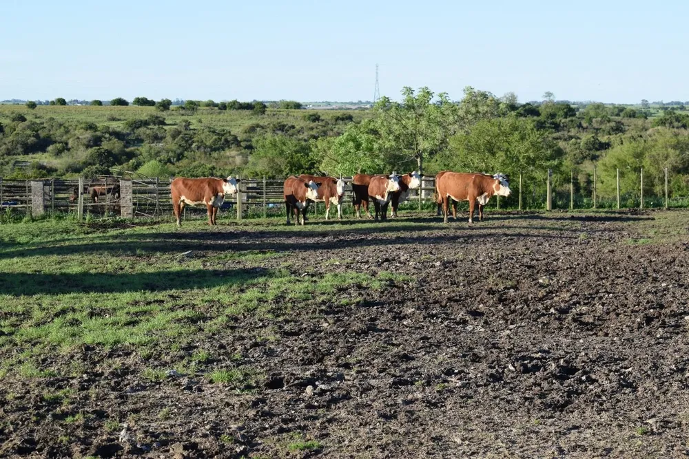 Baja oferta de ganados bien terminados.