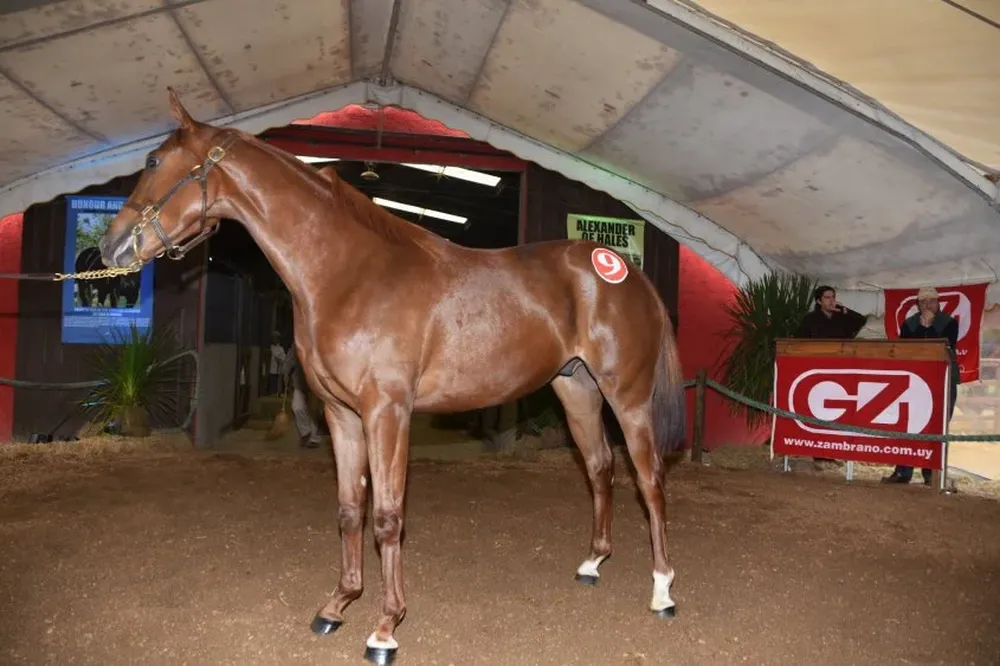 Remató el equipo del escritorio Zambrano & Cía
