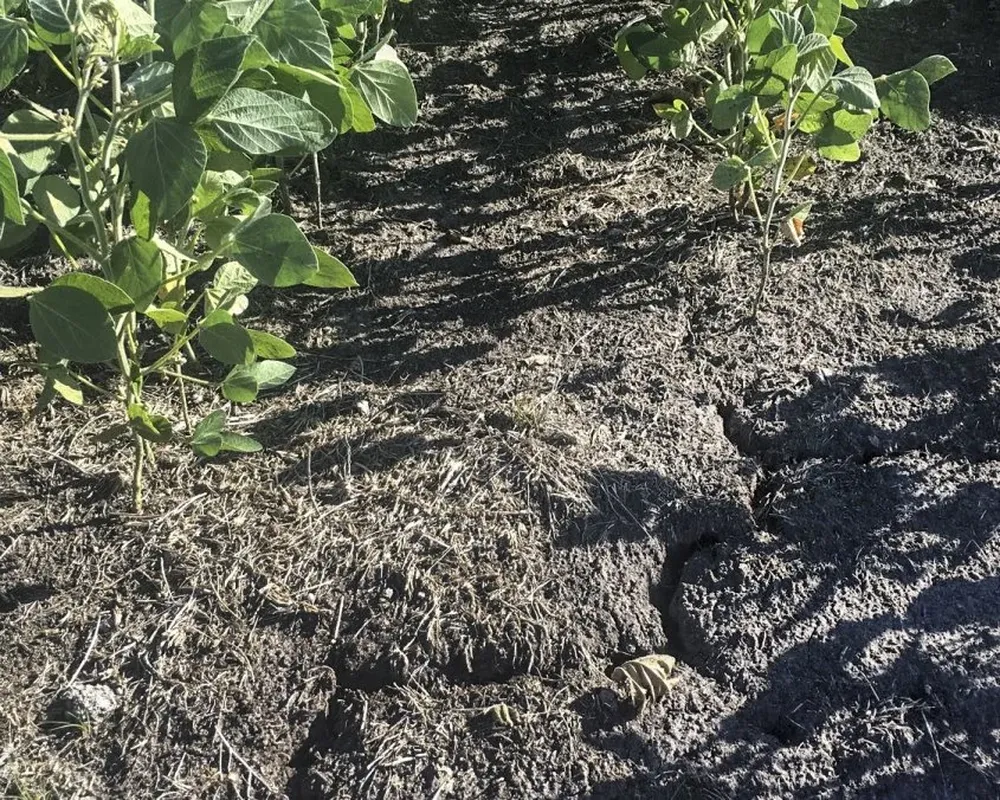 La emergencia agropecuaria se definió por la falta de precipitaciones.