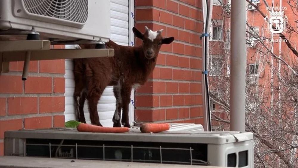 Los bomberos rescataron a una cabra atrapada en la ventana de un quinto piso en Madrid, en el barrio de Villaverde.&nbsp;