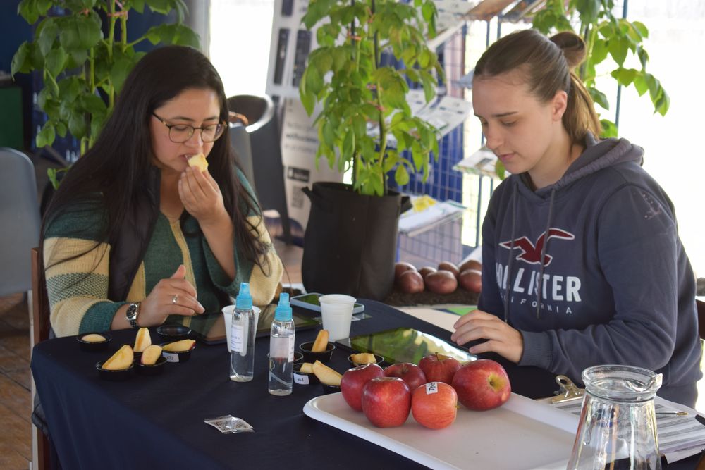 Evaluaci&oacute;n sensorial de manzanas.