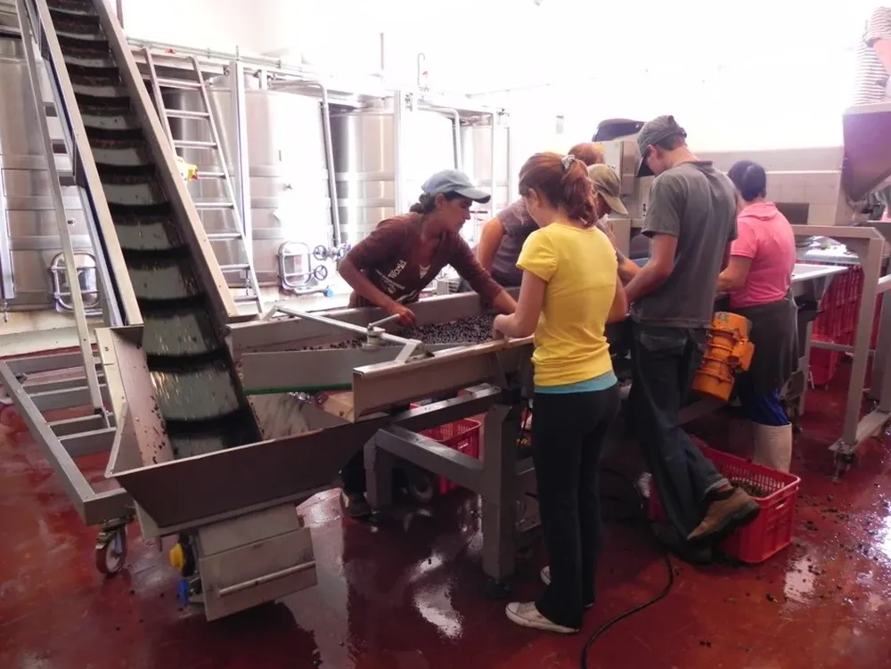 Intenso trabajo a esta altura del año en las bodegas