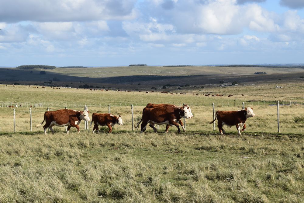 Campo natural, en este caso en Lavalleja, herramienta clave para muchos productores y comunidades en todo el país.