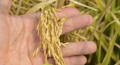 El área de siembra se estimó en poco más de 140 mil hectáreas.
