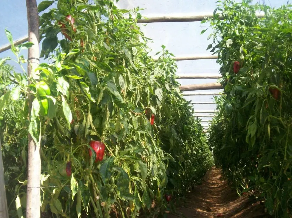 El precio del morrón interesó a los ladrones en Salto