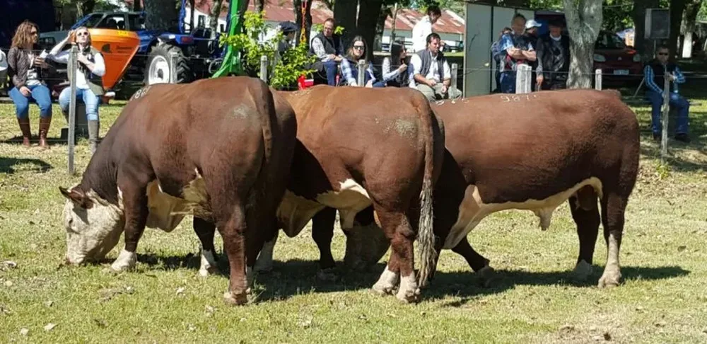 Lote Campeón Hereford expuesto por cabaña La Lucha