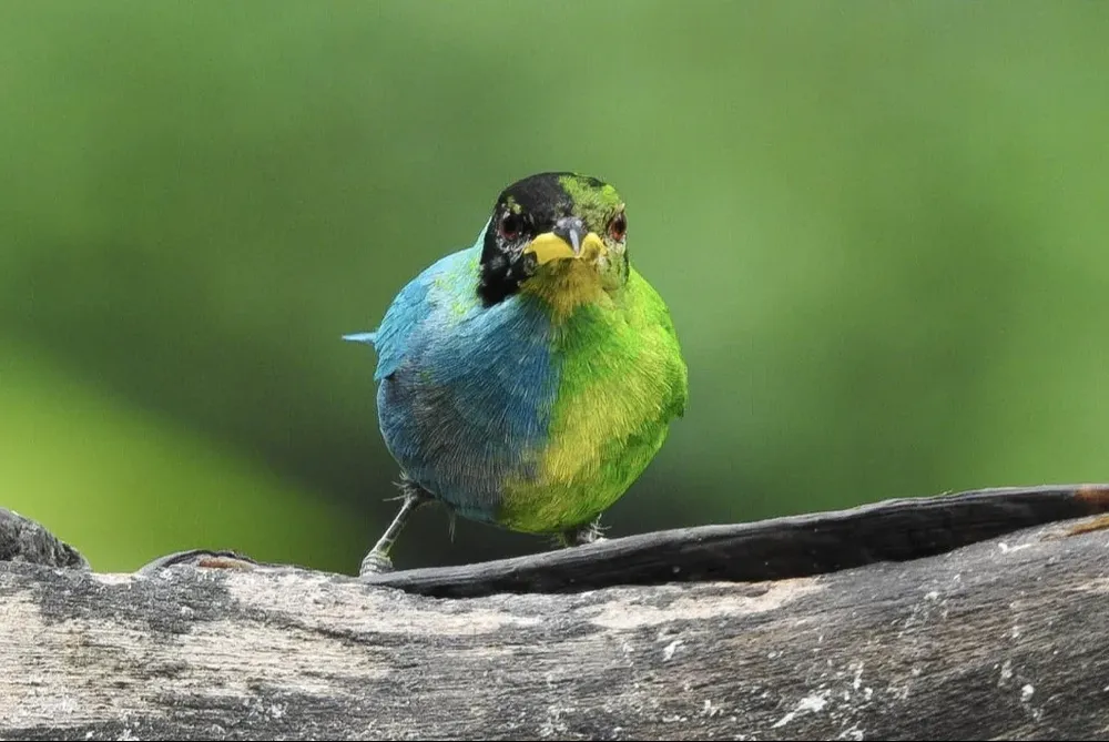 El mielero avistado: azul en su costado derecho, característica típica de los machos de su especie, y verde en su costado izquierdo, como todas las hembras.