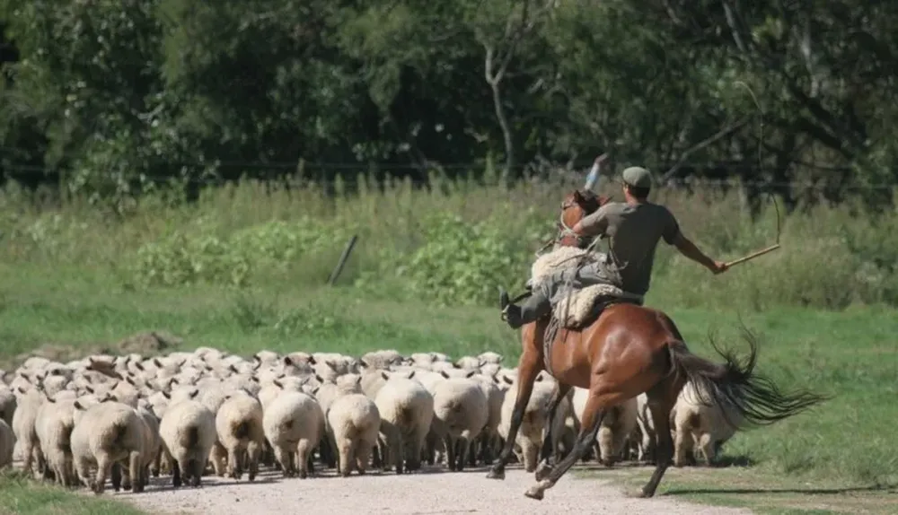 Ovinos: en Uruguay la majada se ha ido achicando.