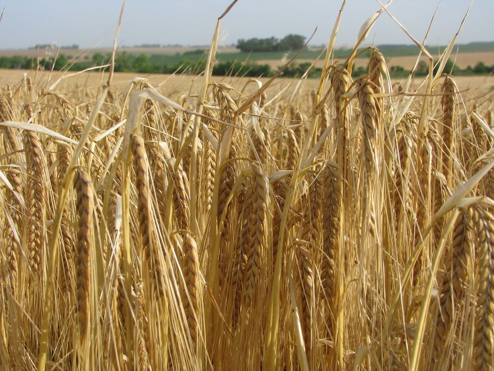 (NO USAR) Maltería Oriental - cebada.jpg
