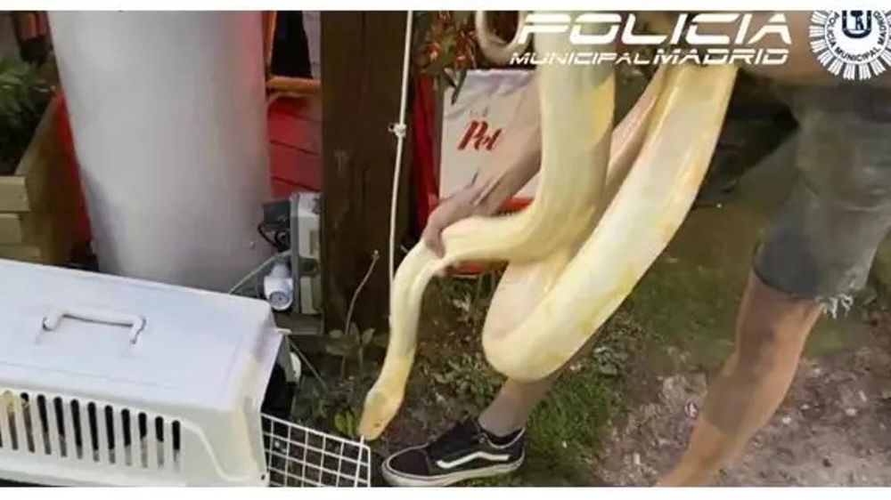 La Policía Municipal de Madrid capturó una serpiente de pitón de 16 kilos.