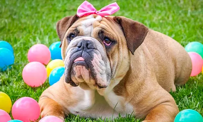 Alertan contra una humanización excesiva de las mascotas.