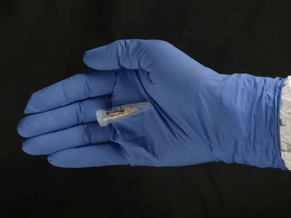 Muestra de dos gramos de hueso utilizada para estudiar el ADN heidelbergensis