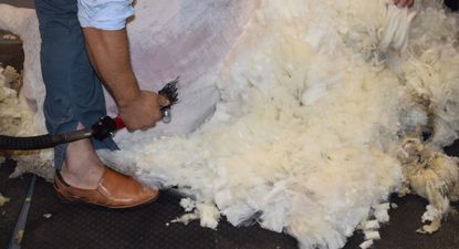 Rubro ovino: 2025 arrancó con mejores indicadores en las exportaciones sumando ingresos por lanas y carne.