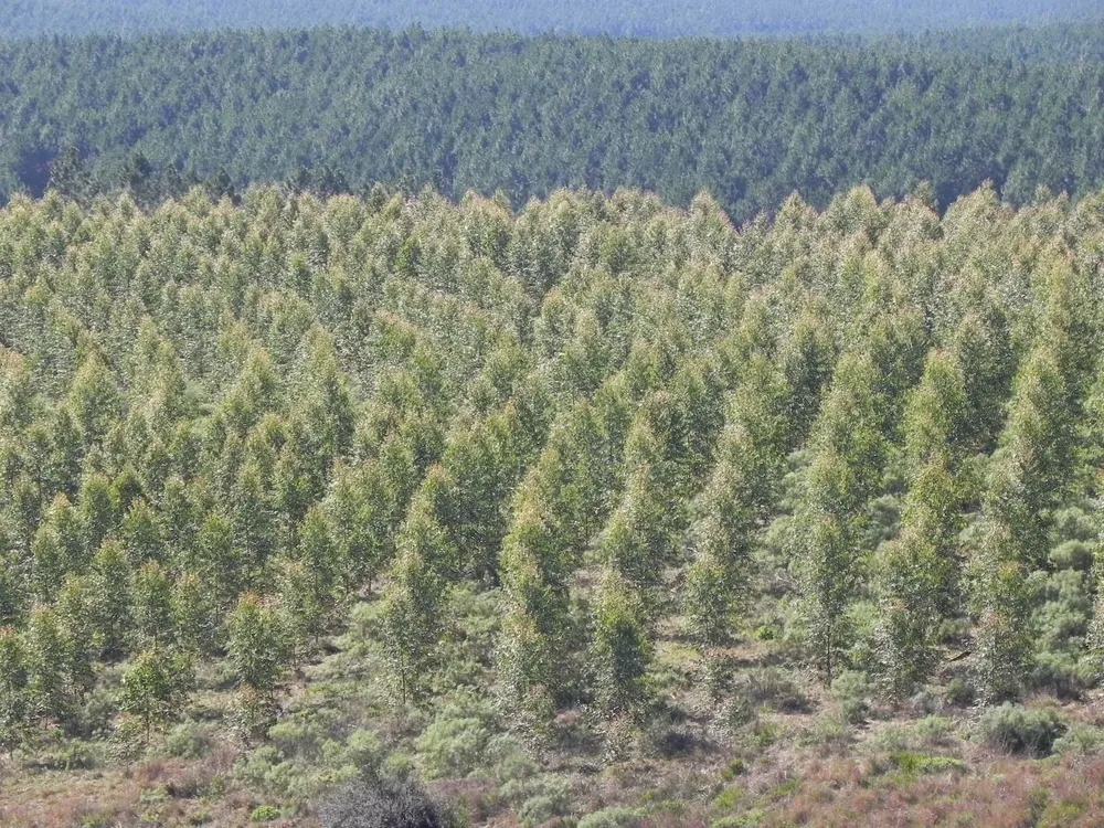 Campos de forestación en Uruguay