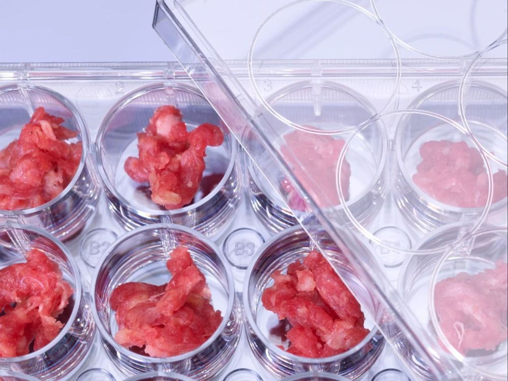 Carne producida en laboratorios.