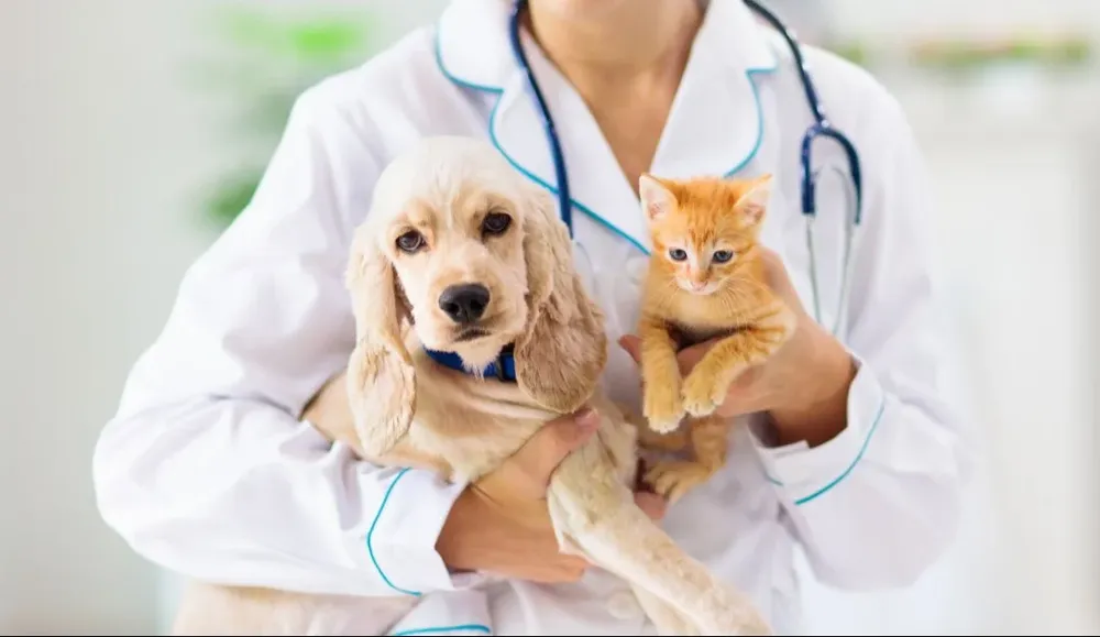 El seguro para mascotas será obligatorio a partir del 29 de septiembre.