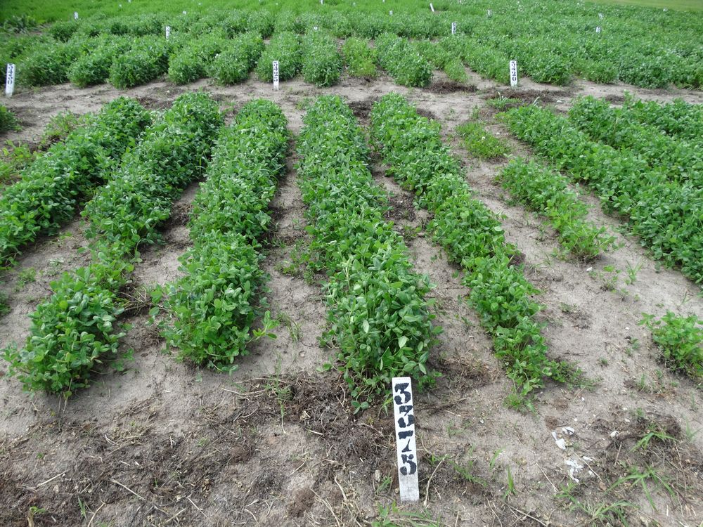 Ensayos de nuevos cultivares en el campo del Inase.