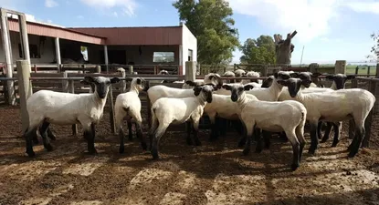 El Observador | 0017615397.webp