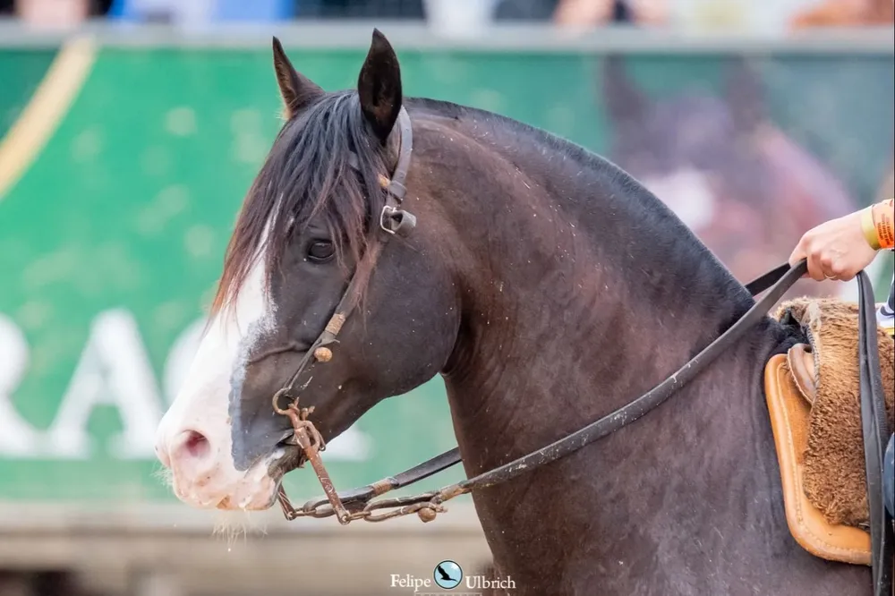 Encefalomielitis en Uruguay