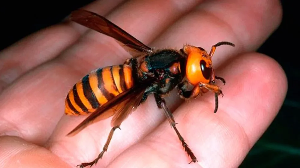 El avispón asiático que se expande por Galicia