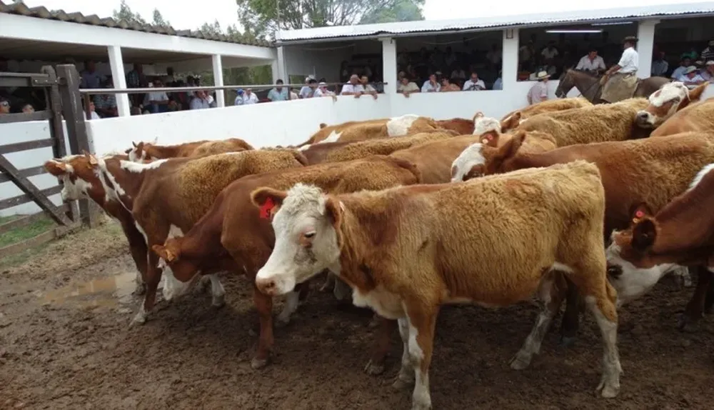 Se destacó la demanda por terneros y novillitos