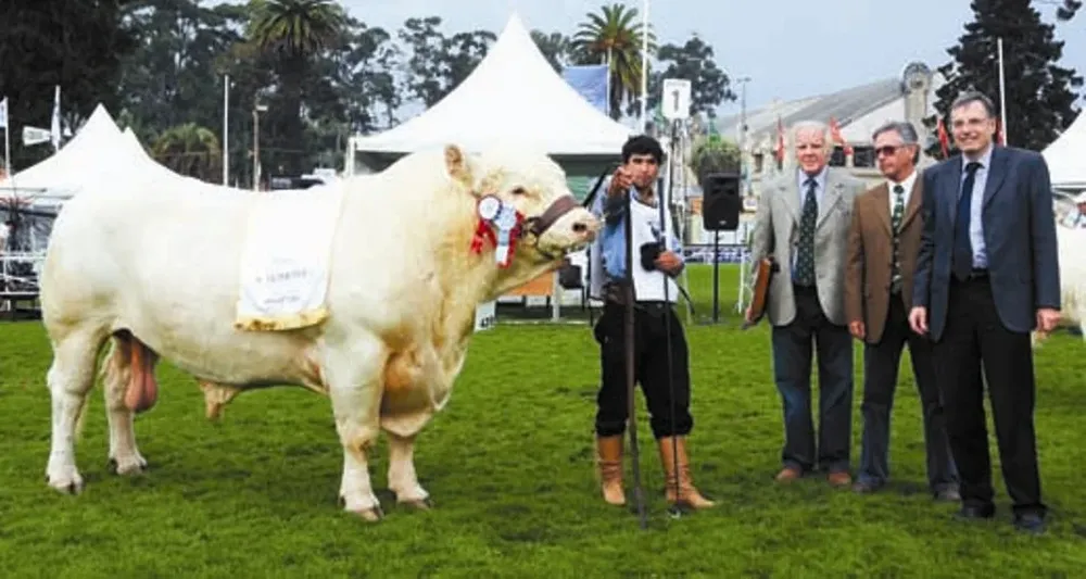 El Gran Campeón Charolais de Juan de Boismenú
