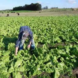 Los precios de las hortalizas de hoja subieron, pero siguen en niveles accesibles.