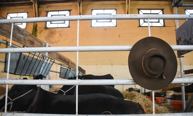 Aberdeen Angus, en la Expo Rural Prado.