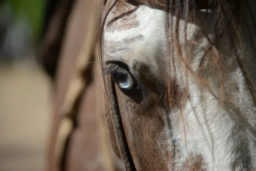 El MGAP desarrolla un monitoreo diario por la presencia de casos de encefalomielitis equina en Uruguay.