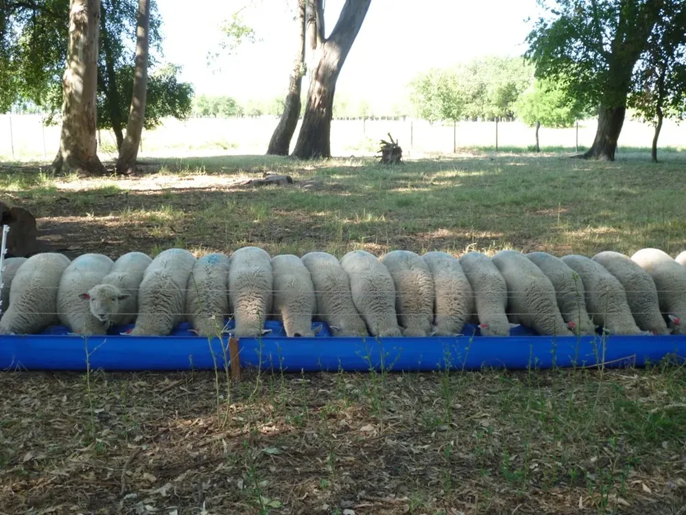Tecnología validada por el Grupo Ovinos de la EEMAC