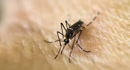 Confirman caso de dengue importado en Maldonado