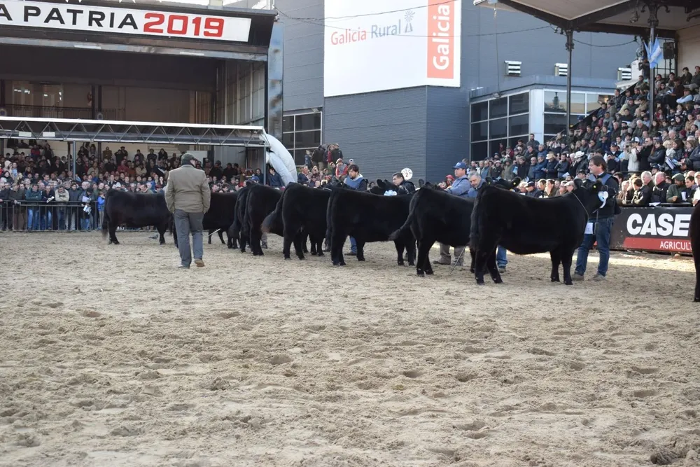 Néstor Chiaravalli, jurado de la raza Aberdeen Angus.
