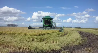Avanzan las labores de trilla en áreas arroceras.