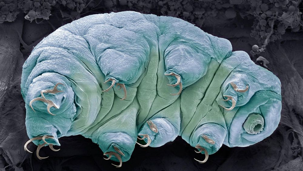 Las primeras formas de vida en colonizar un territorio donde se ha retirado un glaciar son las más simples.