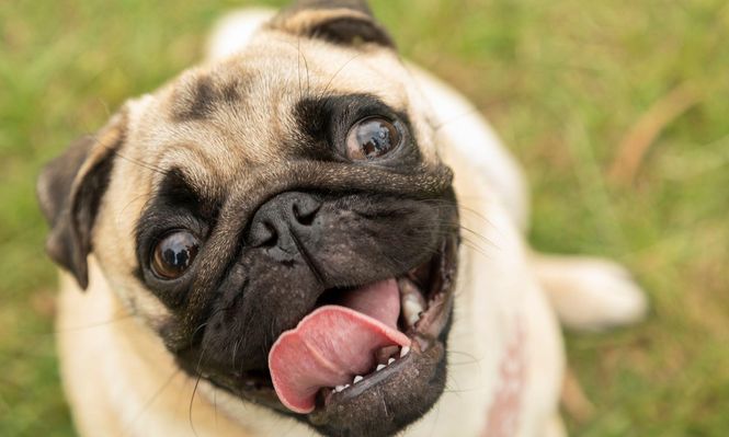 El negocio de las mascotas: jugueterías y supermercados se suman al boom de los productos para perros y gatos