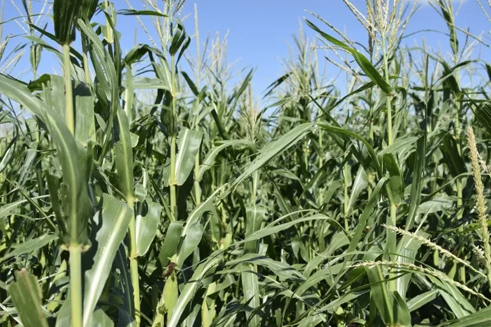 El déficit de granos forrajeros para este invierno será un punto difícil a resolver